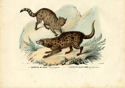 Genet, 1863-79 by Raimundo Petraroja